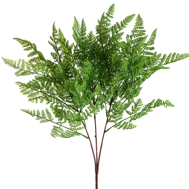 Cystopteris Moupinensis Franch Fern Spray Green (82cmH)