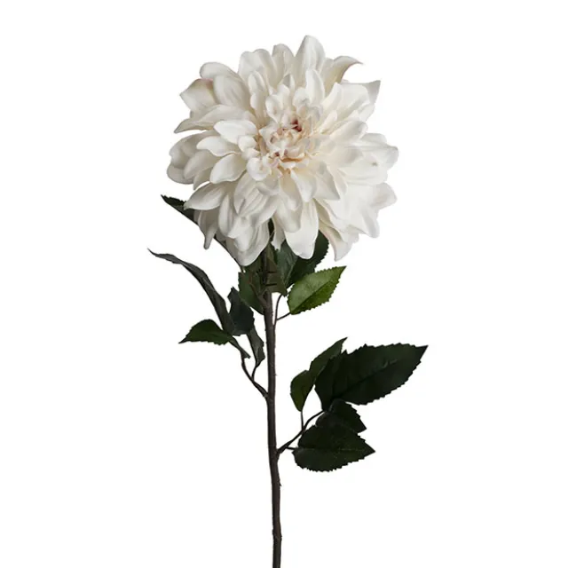 Dahlia Long Stem w Lge Flower Head White (19cmDx80cmH)