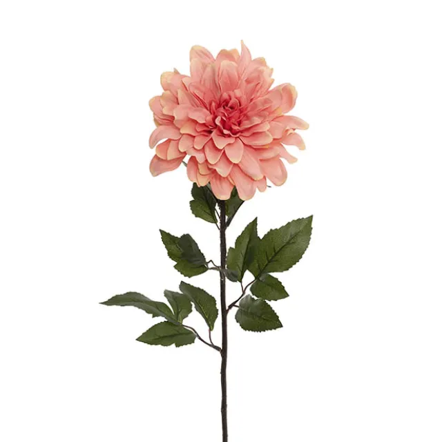 Dahlia Long Stem w Lge Flower Head Peach (19cmDx80cmH)