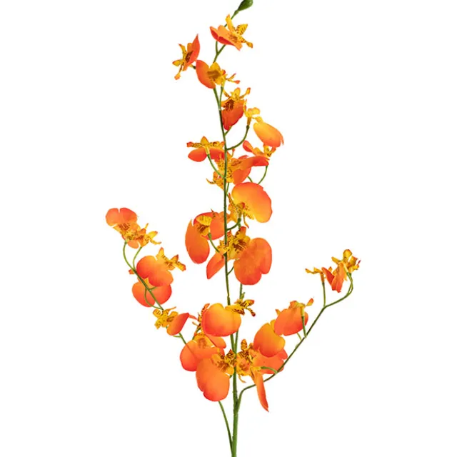 Dancing Lady Orchid Peach (81cmH)