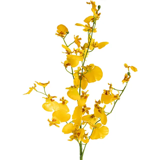Dancing Lady Orchid Bright Yellow (92cmH)