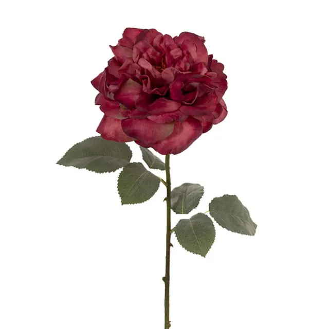 Rose Gruss An Aachen Stem Wine (68cmH)