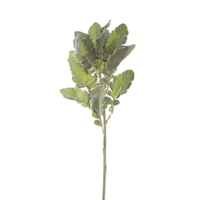 Dusty Miller Spray Frosted Green (46cmH)