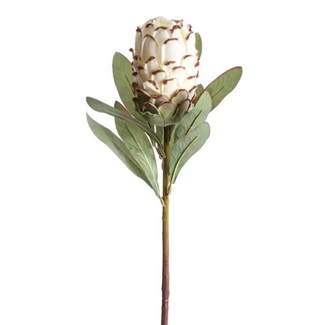 Native Protea Cream (66cmH)