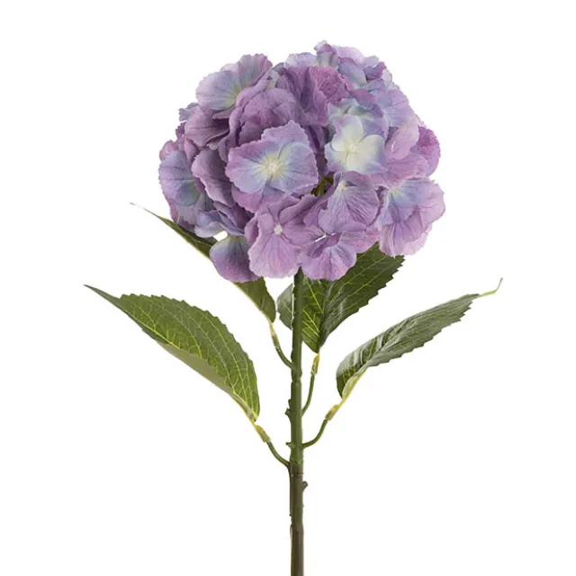 Eldorado Hydrangea Stem Cream Violet (18cmDx64cmH)