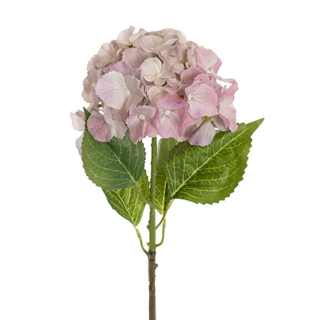 Eldorado Hydrangea Stem Cream Pink (18cmDx64cmH)