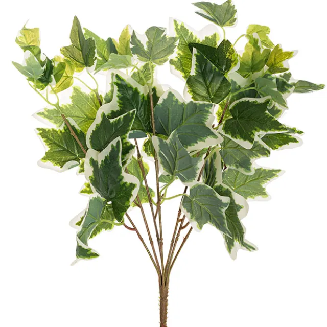 English Ivy Variegated Bush x7 White Green (42cmH)