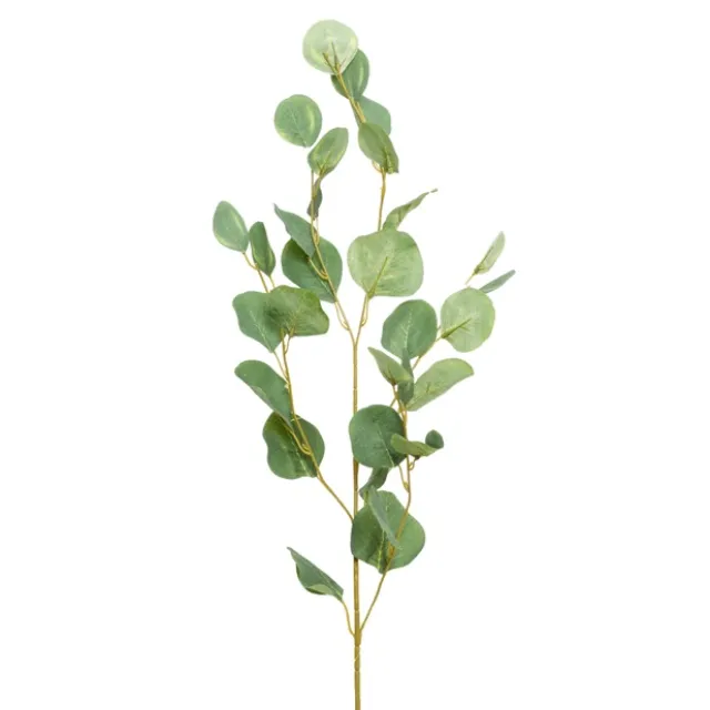 Eucalyptus Dollar Gum Spray Green (90cmH)