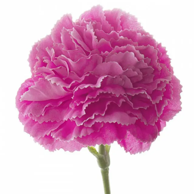 Carnation Ruffle Stem Hot Pink (9cmDx42cmH)