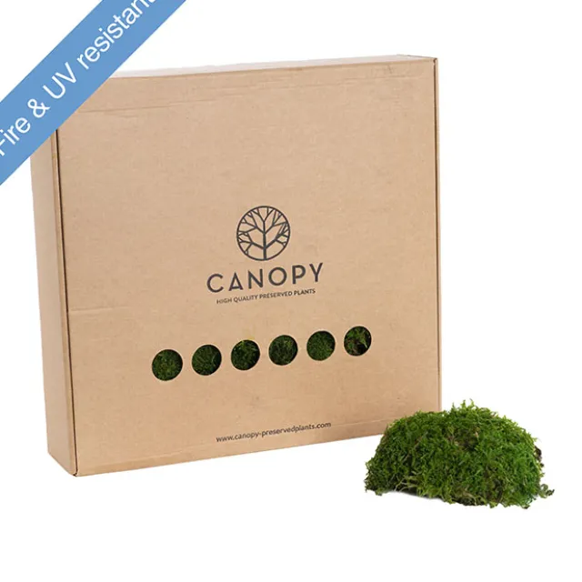 Premium Preserved Flat Moss Sheet 500g Box Green