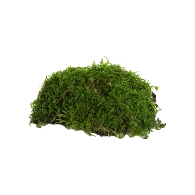 Premium Preserved Flat Moss Sheet 500g Box Green