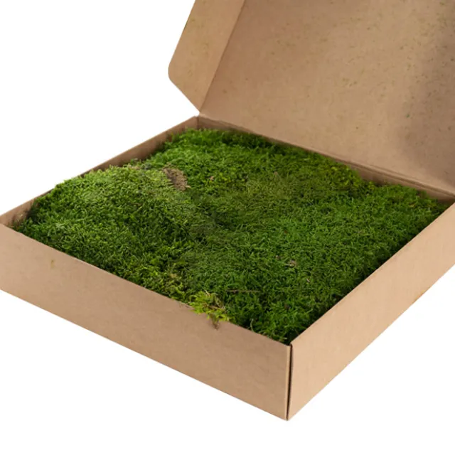 Premium Preserved Flat Moss Sheet 500g Box Green
