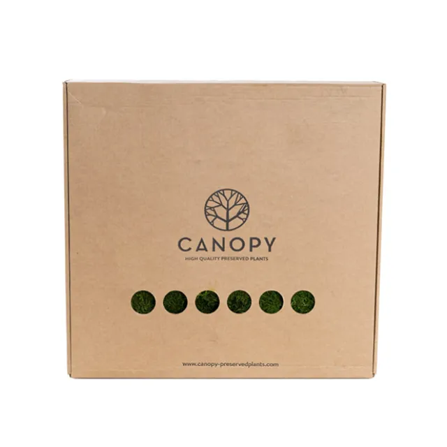 Premium Preserved Flat Moss Sheet 500g Box Green