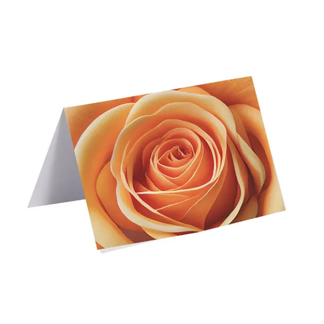 Gallery Gift Card & Envelope Apricot Rose Pk25 (10x6.5cmH)