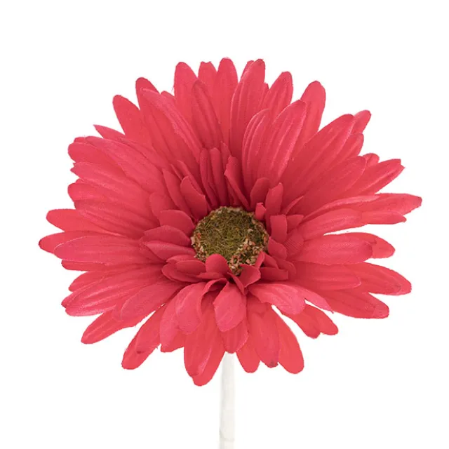 Gerbera Aztec Watermelon (10cmDx54cmH)