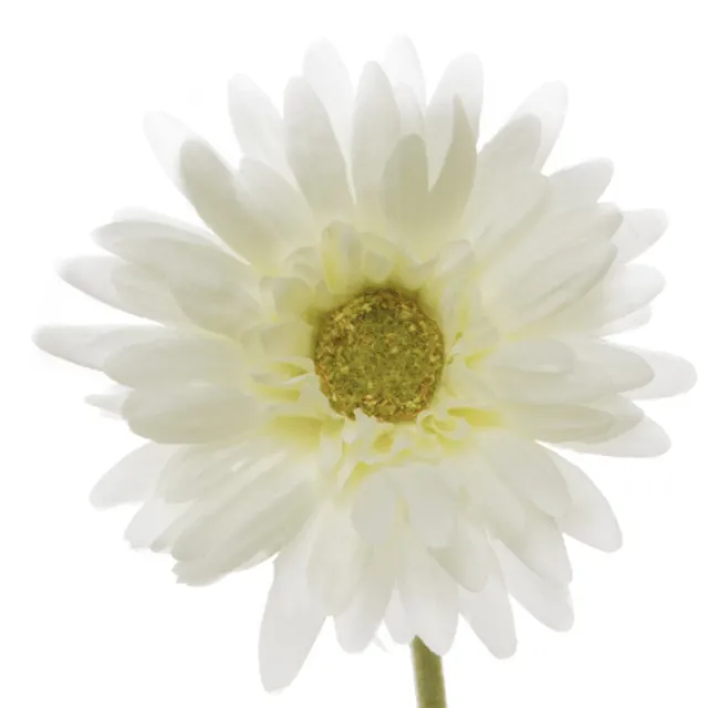 Gerbera Aztec White (10cmDx54cmH)