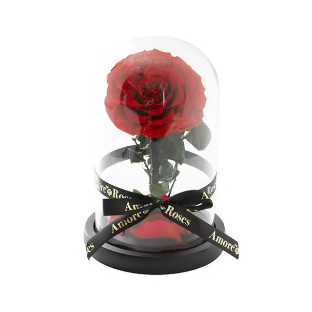 Amore Forever Rose Single Stem Cloche Red (12cmDx20cmH)