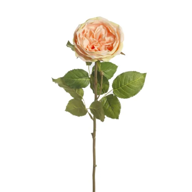 Grace Garden Rose Stem Dusty Peach (76cmH)