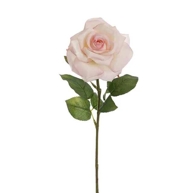 Holland Rose Open White Pink (15cmDx67cmH)