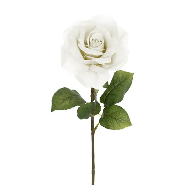 Holland Rose Open White (15cmDx67cmH)