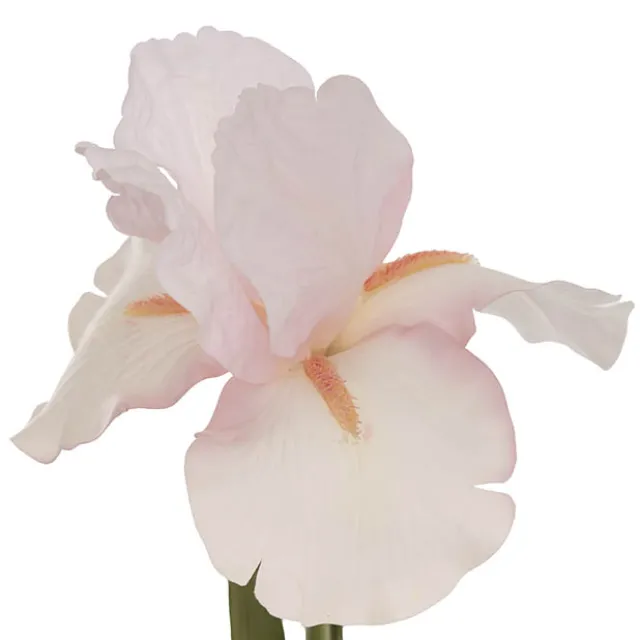 Iris Real Touch Stem Soft Cream Pink (78cmH)