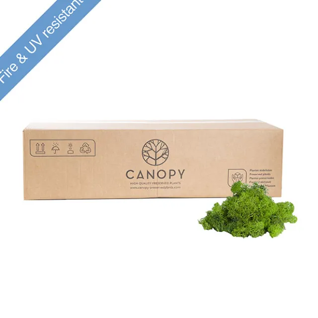 Premium Preserved Reindeer Moss Bulk 5kg Box Light Green