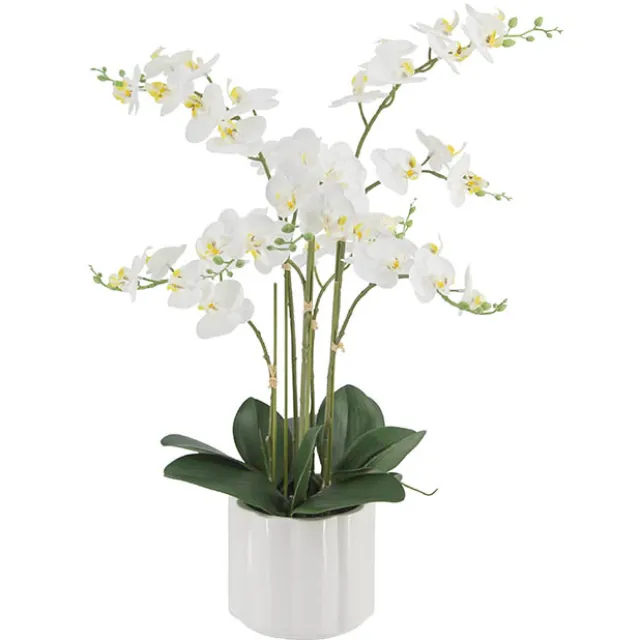 Phalaenopsis Orchid Real Touch 6 Stem Potted White (57cmH)
