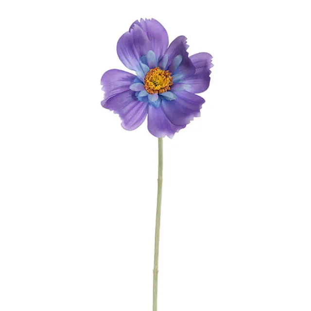 Queen Cosmos Stem Purple (12cmDx56cmH)