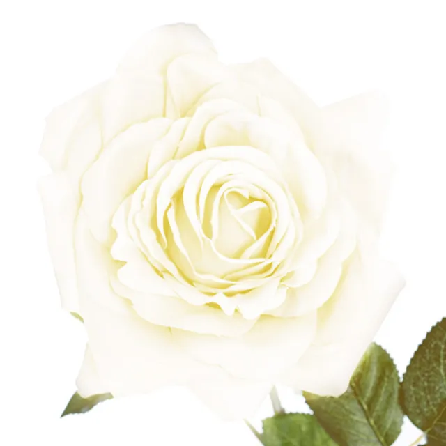 Large Colombian Rose Stem White (20cmDx86cmH)