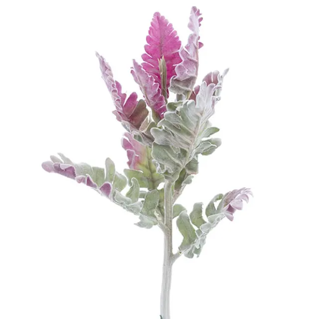 Dusty Miller Grey (38cmH)