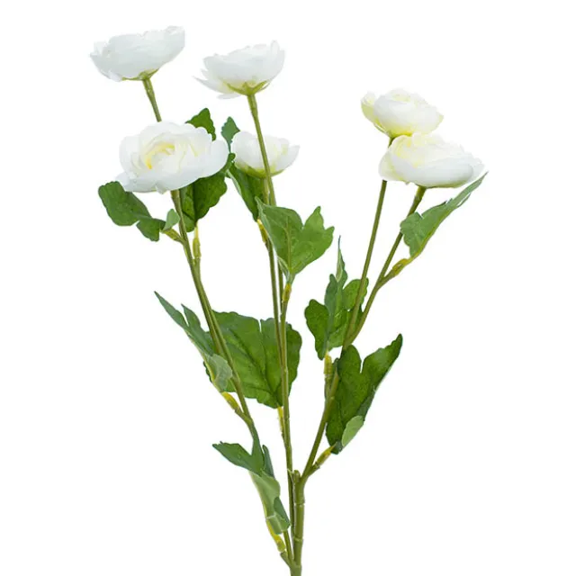 Mini Ranunculus Spray White (67cmH)
