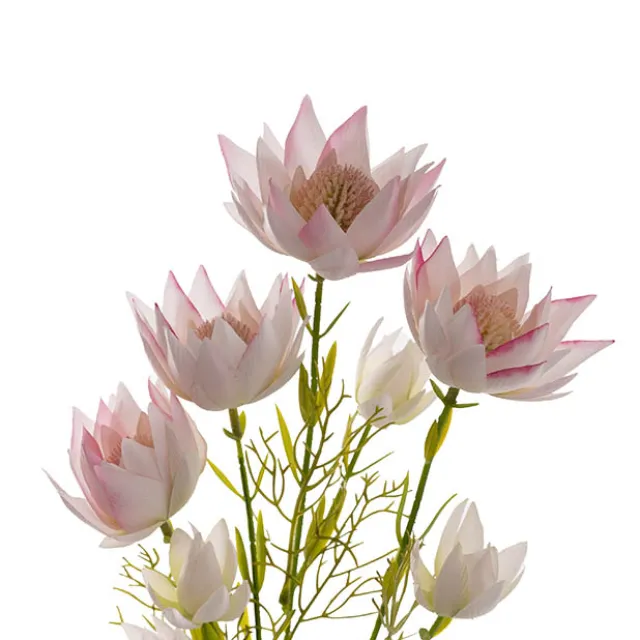 Blushing Bride Protea x8 Heads Light Pink (68cmH)