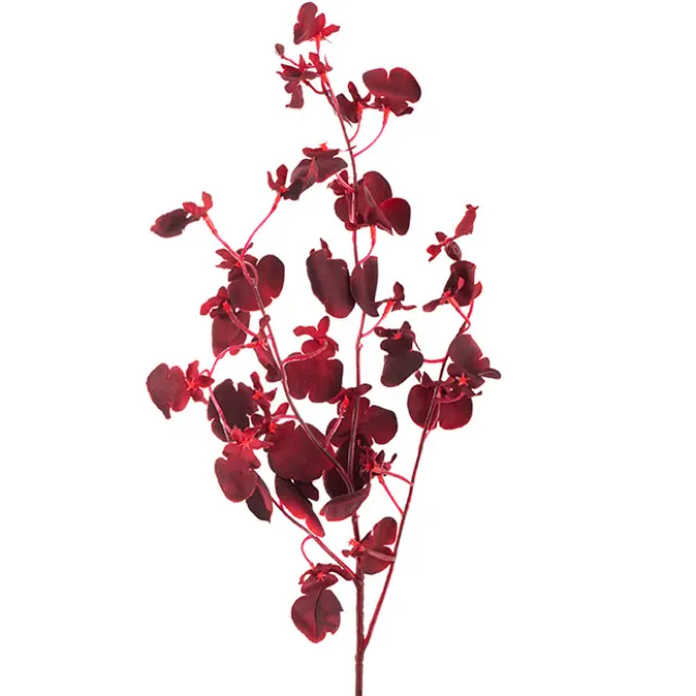 Dancing Lady Orchid Burgundy (81cmH)