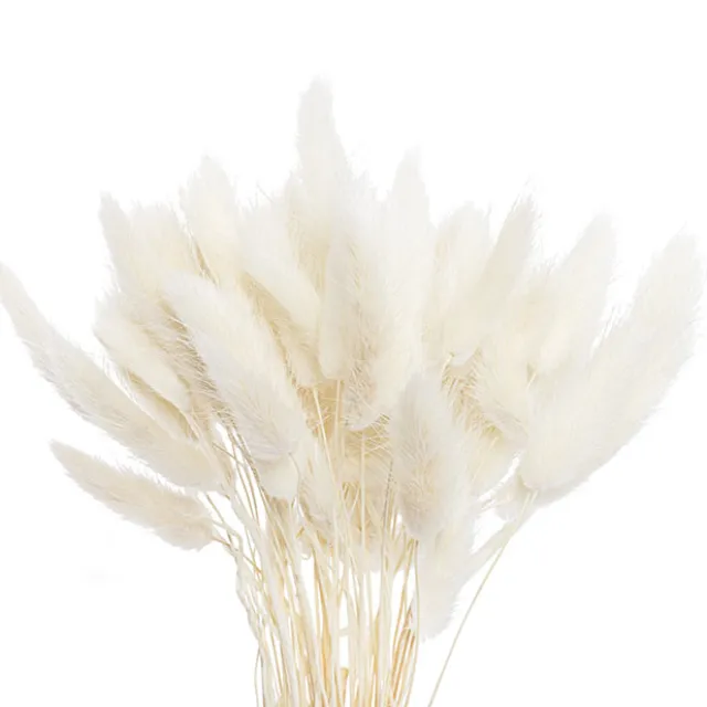 Preserved Dried Bunny Tail Bunch 60 Off White