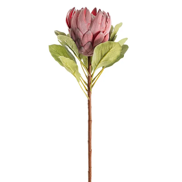 Native King Protea Pink (73cmH)
