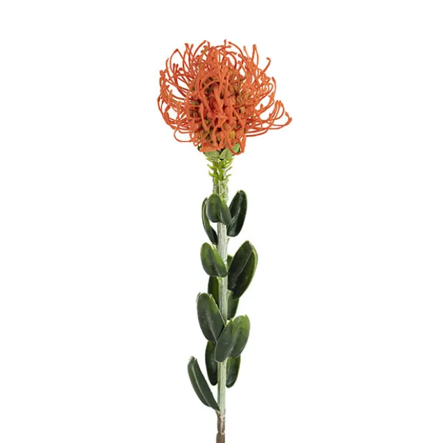 Native Leucospermum Orange (61cmH)