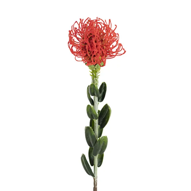 Native Leucospermum Red (61cmH)