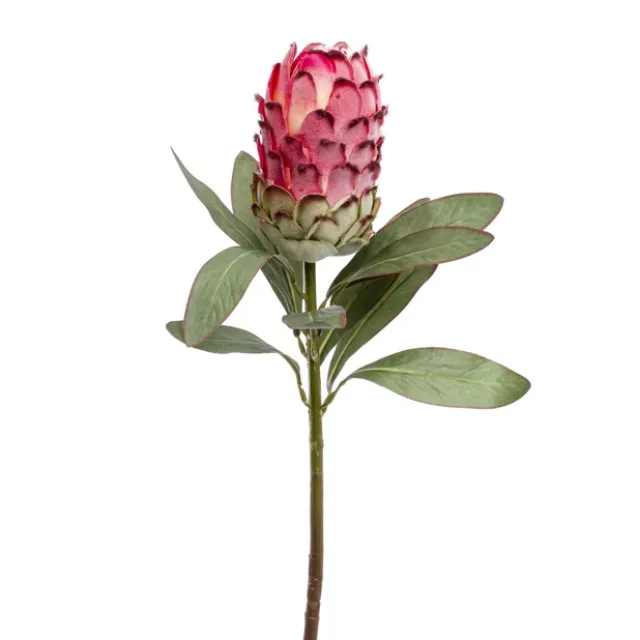 Native Protea Pink (75cmH)