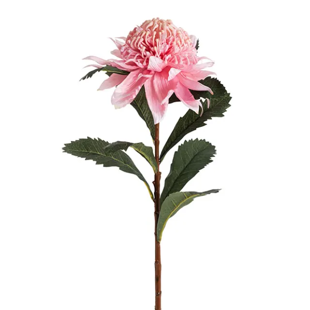 Native Waratah Soft Pink (18cmDx80cmH)