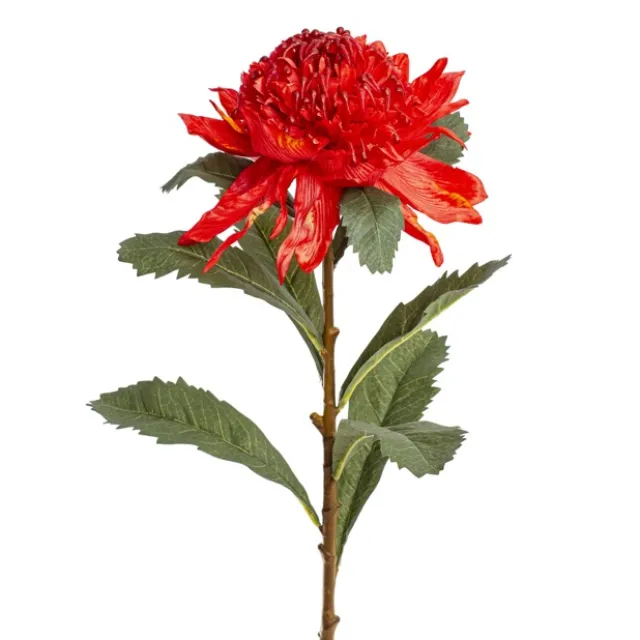 Native Waratah Red (18cmDx80cmH)