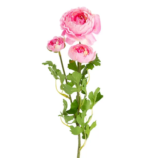 Helena Ranunculus Spray Pink (61cmH)