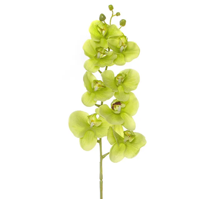 Phalaenopsis Orchid Real Touch 8 Flowers Green (97cmH)
