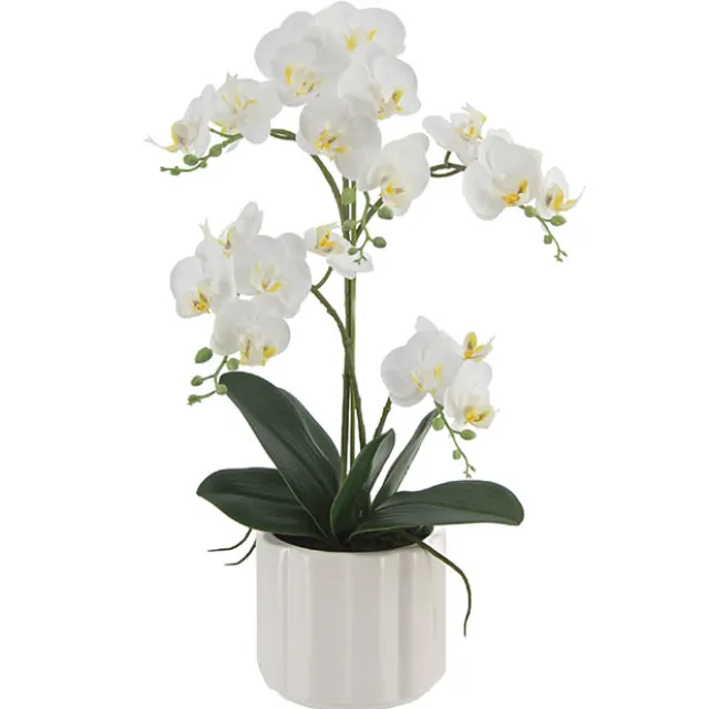 Phalaenopsis Orchid Real Touch 2 Stem Potted White (47cmH)