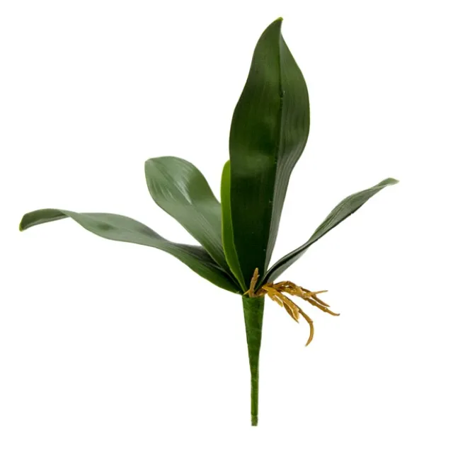 Phalaenopsis Orchid Leaf Bunch Green (30cmH)