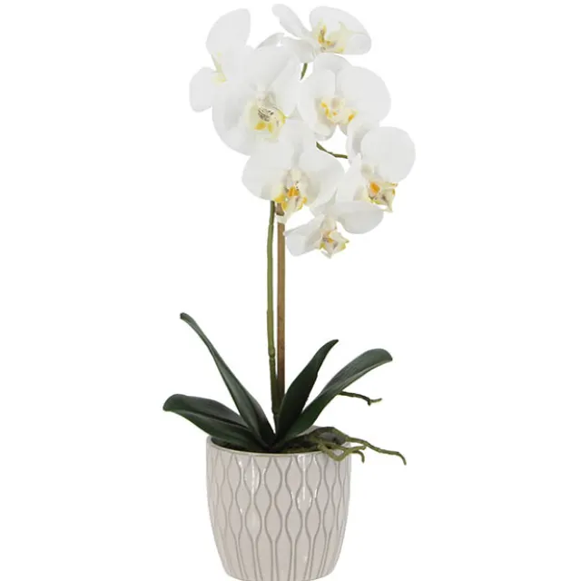 Phalaenopsis Orchid Real Touch Single Potted White (46cmH)