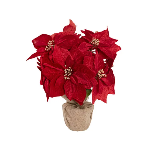 Poinsettia Potted Burlap Wrapped 11 Flowers Red (43cmH)