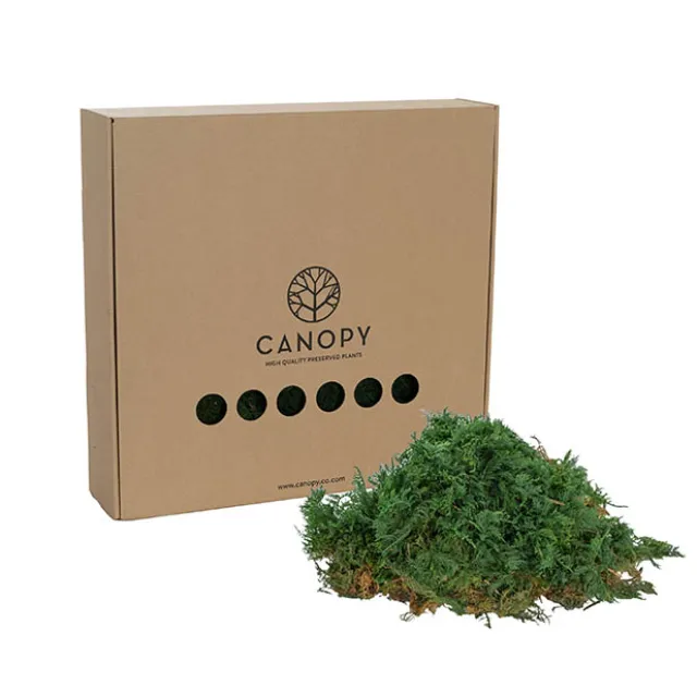 Premium Preserved Fern Moss 500g Box Green