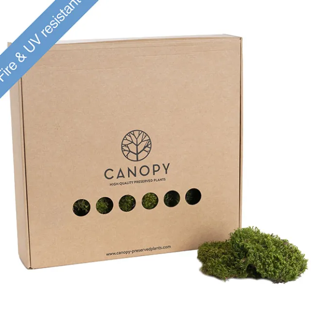 Premium Preserved Hair Moss Window Box 800g Light Green