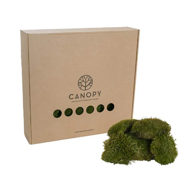 Premium Preserved Mood Moss 600g Box Nature Green
