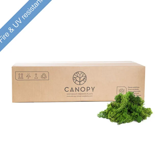 Premium Preserved Reindeer Moss Bulk 5kg Box Nature Green